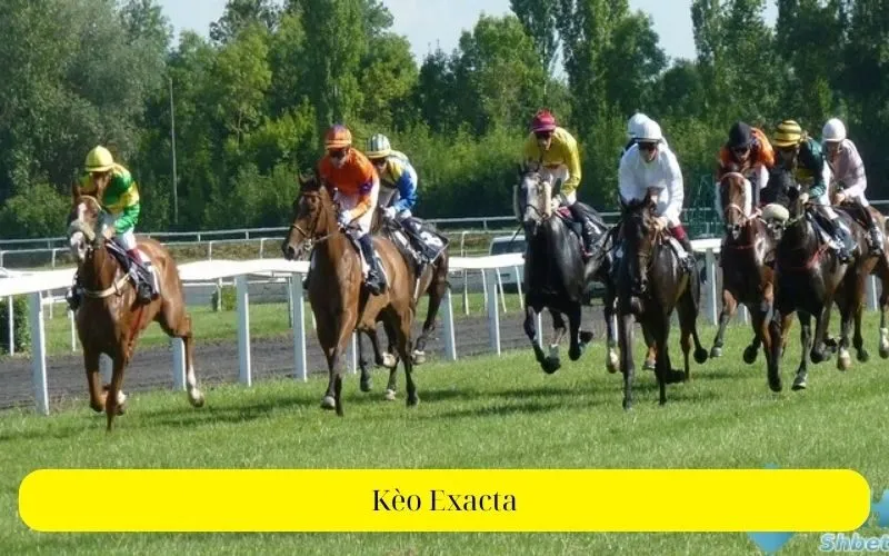 Kèo Exacta