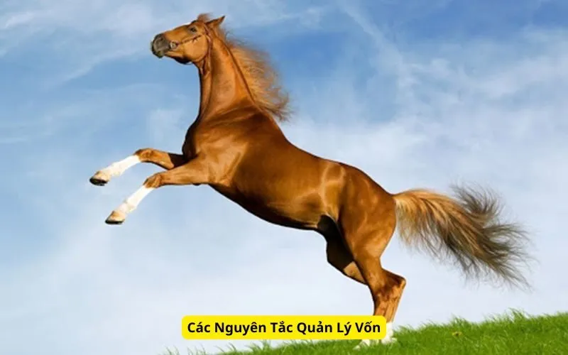 Các Nguyên Tắc Quản Lý Vốn