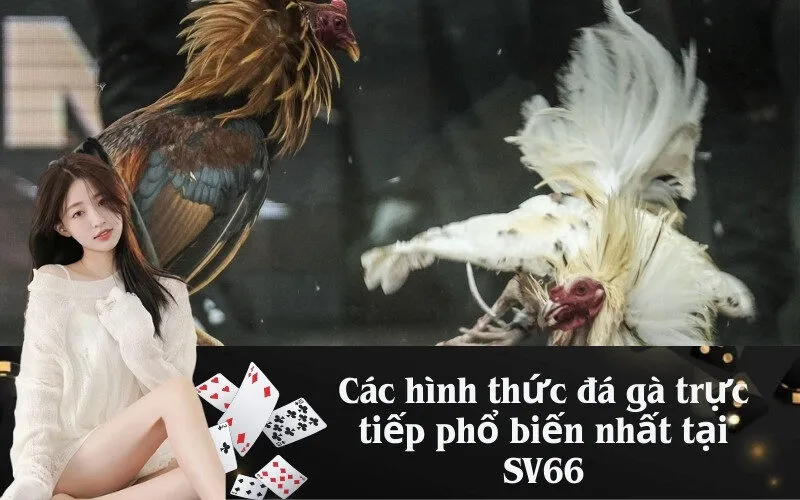 Các hình thức đá gà trực tiếp phổ biến nhất tại SV66