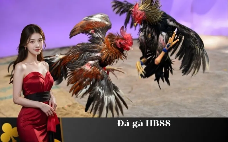 Đá gà HB88