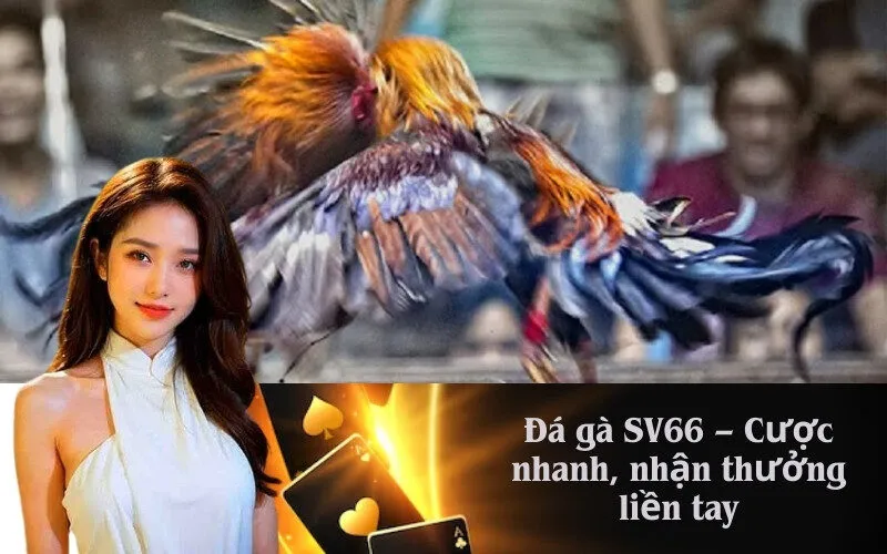 Đá gà SV66 – Cược nhanh nhận thưởng liền tay