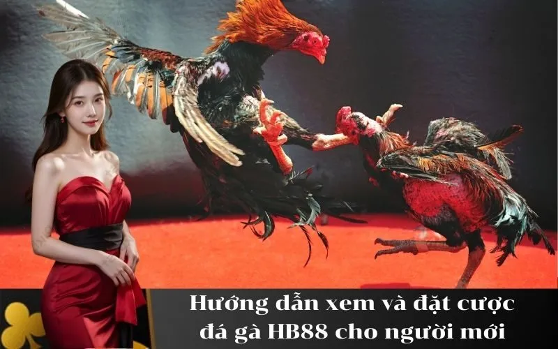 Hướng dẫn xem và đặt cược đá gà HB88 cho người mới